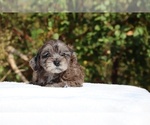 Small #23 ShihPoo