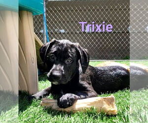 Labrador Retriever-Unknown Mix Dogs for adoption in Des Moines, IA, USA