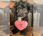 Small Photo #15 F2 Aussiedoodle Puppy For Sale in ARBA, IN, USA