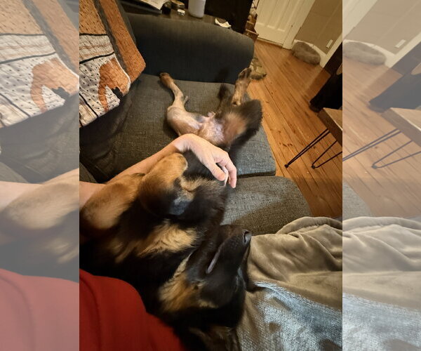Medium Photo #10 German Shepherd Dog Puppy For Sale in McDonough, GA, USA