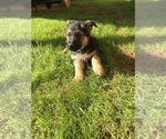 Small Photo #6 German Shepherd Dog Puppy For Sale in INMAN, SC, USA