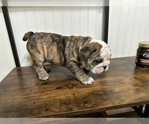 Medium Photo #7 English Bulldog Puppy For Sale in Shelbyville, IL, USA