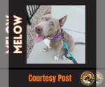 Small Photo #1 American Pit Bull Terrier-German Shepherd Dog Mix Puppy For Sale in Chandler, AZ, USA