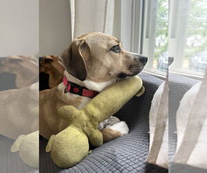 Lady Bird - Female Beagle-Unknown Mix Dog for Adoption - Photo #2