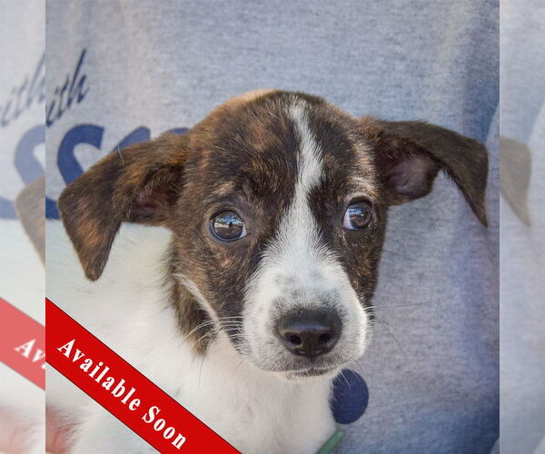 Medium Photo #1 Australian Shepherd-Unknown Mix Puppy For Sale in Huntley, IL, USA