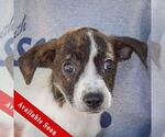 Small Australian Shepherd Mix