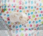 Small Photo #9 Cavachon Puppy For Sale in ORO VALLEY, AZ, USA