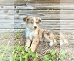 Small #1 Miniature Australian Shepherd