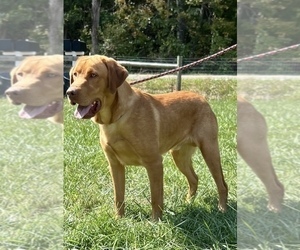 Father of the Labrador Retriever puppies born on 12/19/2025