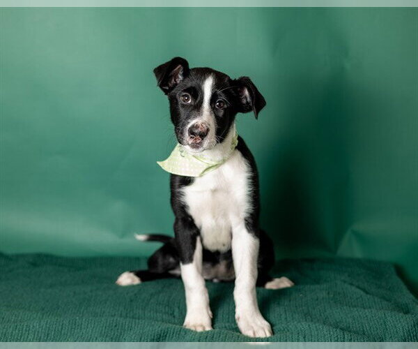Medium Photo #1 Border Collie-Unknown Mix Puppy For Sale in Ames, IA, USA