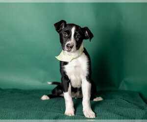 Border Collie-Unknown Mix Dogs for adoption in Ames, IA, USA