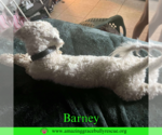 Small #1 Bichon Frise Mix