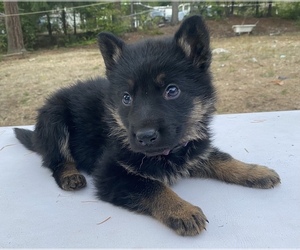 German Shepherd Dog Puppy for sale in AUBURN, WA, USA