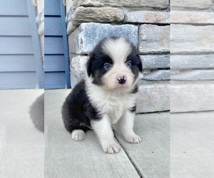 Australian Shepherd Puppy for sale in ROBERTS, IL, USA