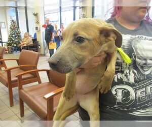 Golden Retriever-Unknown Mix Dogs for adoption in Ocala, FL, USA