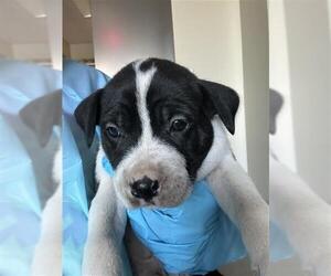Mutt Dogs for adoption in San Antonio, TX, USA