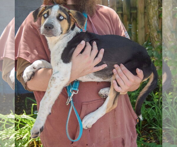 Medium Photo #2 Australian Shepherd-German Shepherd Dog Mix Puppy For Sale in Huntley, IL, USA