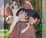 Small #1 Australian Shepherd-German Shepherd Dog Mix