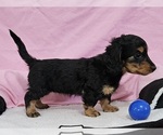 Small Photo #8 Dachshund Puppy For Sale in CLARK, MO, USA