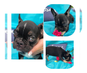 French Bulldog Puppy for sale in BRADENTON, FL, USA