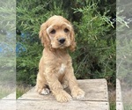Small #1 Cocker Spaniel
