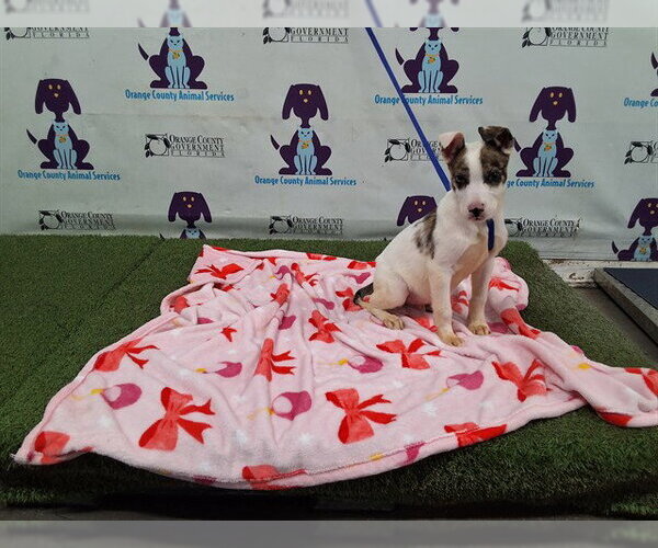 Medium Photo #1 Australian Shepherd-Unknown Mix Puppy For Sale in Orlando, FL, USA