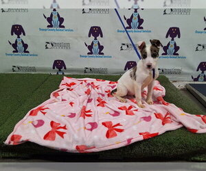 Australian Shepherd-Unknown Mix Dogs for adoption in Orlando, FL, USA