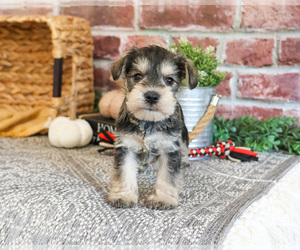 Schnauzer (Miniature) Puppy for sale in SYRACUSE, IN, USA