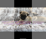 Image preview for Ad Listing. Nickname: AKC Pugsley