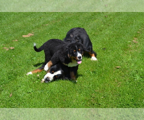 Medium Photo #2 Bernese Mountain Dog Puppy For Sale in GREENWOOD, WI, USA