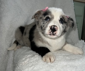 Border Collie Dog for Adoption in SILVER CREEK, New York USA