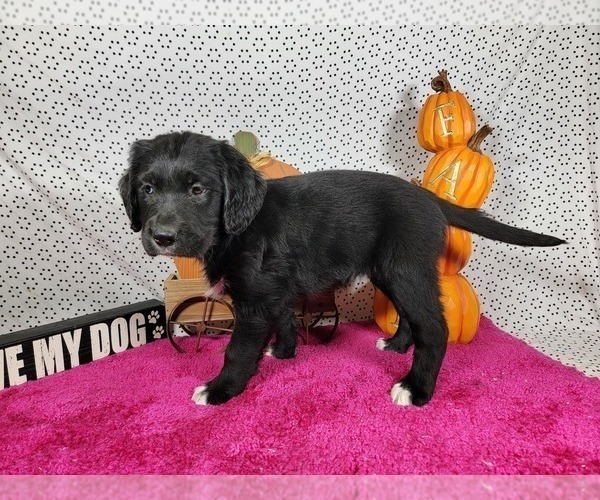 Medium Photo #5 Golden Mountain Dog Puppy For Sale in BLACK FOREST, CO, USA
