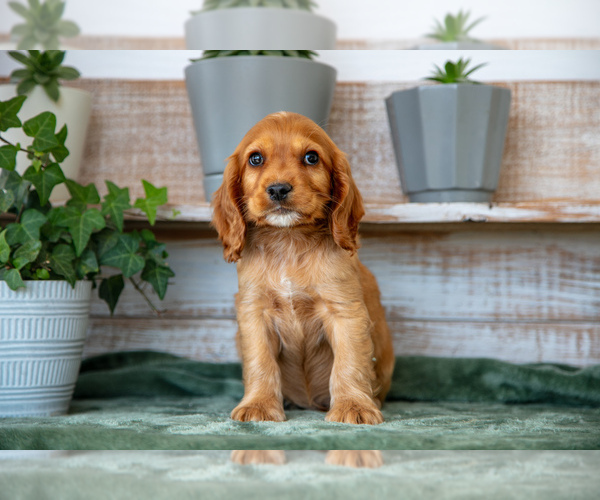 Medium Photo #2 Cocker Spaniel Puppy For Sale in SHREVE, OH, USA