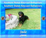 Small #2 Rottweiler Mix