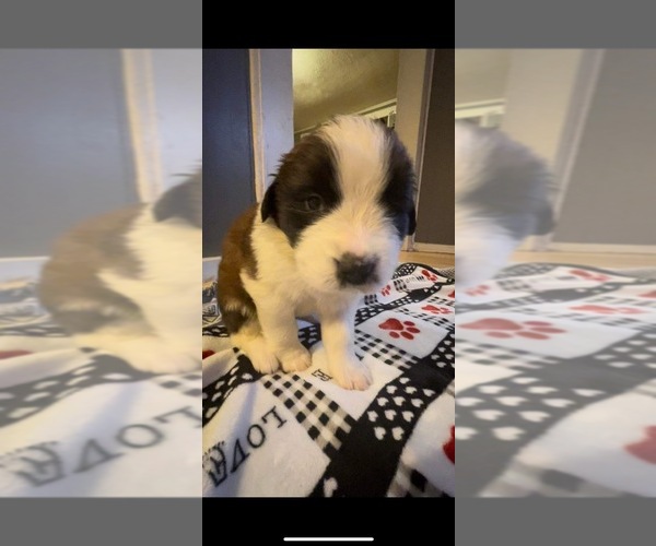 Medium Photo #2 Saint Bernard Puppy For Sale in GRANITE FALLS, NC, USA