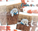 Puppy Cider Pyredoodle