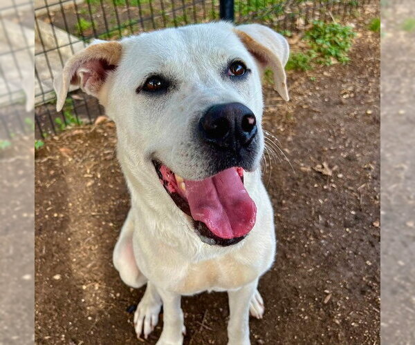 Medium Photo #3 Labrador Retriever Puppy For Sale in San Antonio, TX, USA