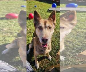 Toast - Male Siberian Husky Dog for Adoption