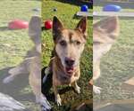 Toast - Male Siberian Husky Dog for Adoption - Small photo