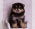 Small Photo #109 Pomeranian Puppy For Sale in WARSAW, IN, USA