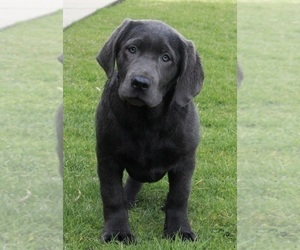 Labrador Retriever Puppy for sale in FREDERICKSBURG, OH, USA