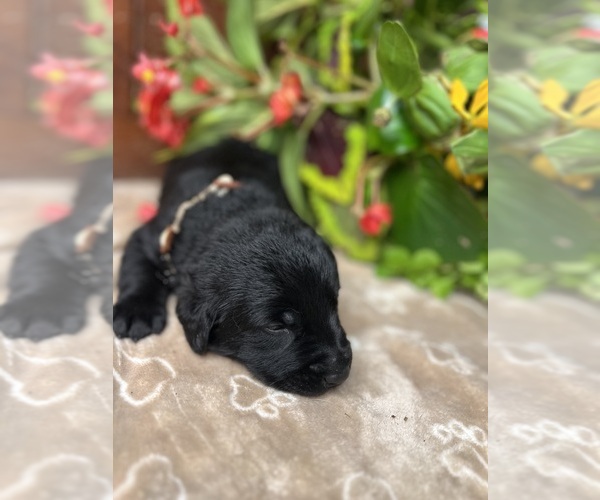 Medium Photo #16 Labrador Retriever Puppy For Sale in NEOLA, WV, USA