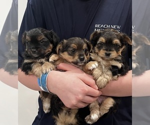 Yorkshire Terrier Puppy for sale in MONTPELIER, VA, USA