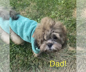 Father of the Schweenie puppies born on 04/13/2025