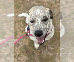 Mutt Dogs for adoption in Riverside, CA, USA