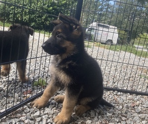 German Shepherd Dog Puppy for sale in HENDERSONVILLE, NC, USA