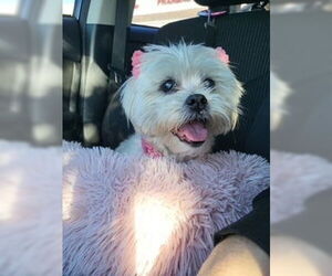 Maltese Dogs for adoption in oakland, FL, USA