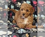 Small Photo #2 Goldendoodle-Poodle (Toy) Mix Puppy For Sale in CLARE, IL, USA