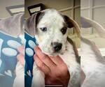 Small #4 American Pit Bull Terrier Mix