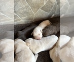 Small Photo #6 Labrador Retriever Puppy For Sale in HUDSON, CO, USA